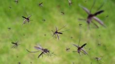 Biológiai szúnyoggyérítés  pest control